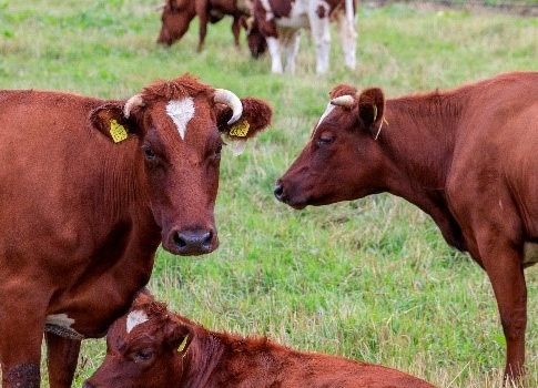 Vleespakketten Ophaalmoment + AVG kraam (aardappelen, vlees, groente)