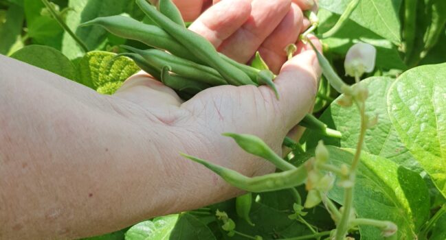 Hoe werkt het zelf oogsten?