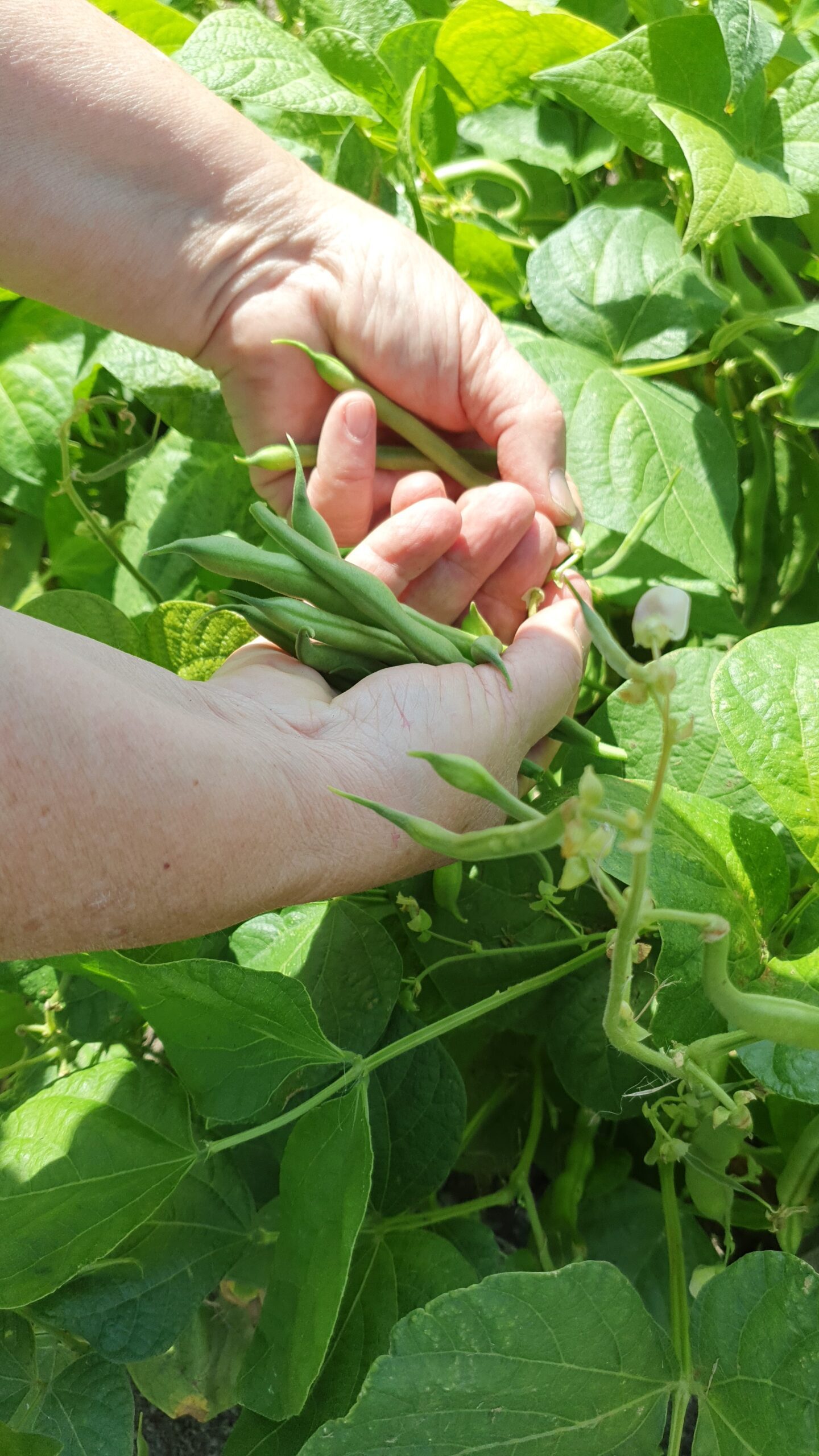 Hoe werkt het zelf oogsten?