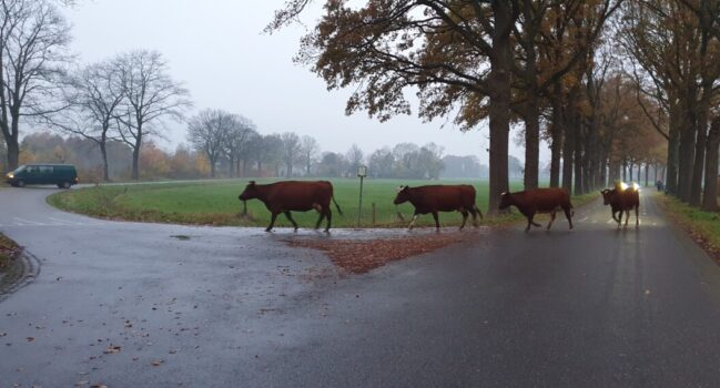Wat er zoal op de boerderij gebeurde