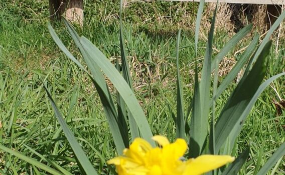 Lente op De Hommelhoeve