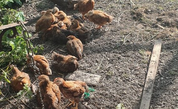 Dieren nieuwtjes