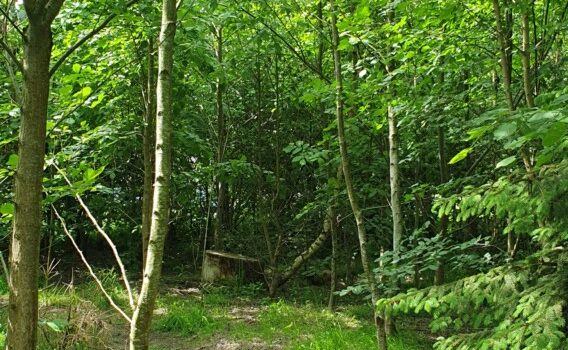 Voorjaar in bos en veld en groentetuin