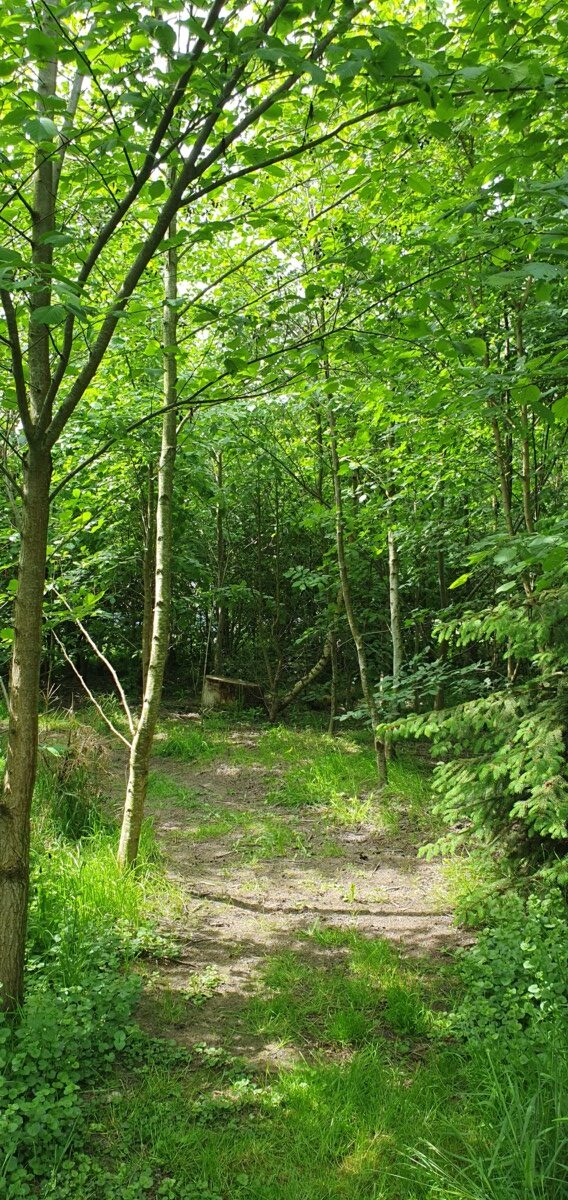 Ecstatic Dance Nature op De Hommelhoeve