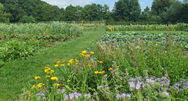 Kom oogsten in de zelfoogsttuin