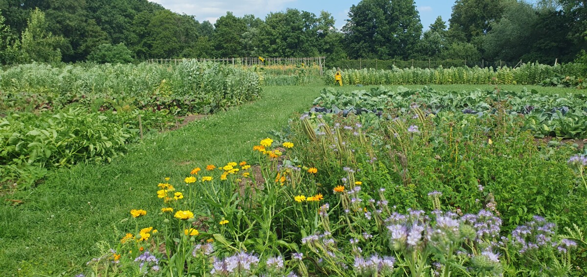 Kom oogsten in de zelfoogsttuin