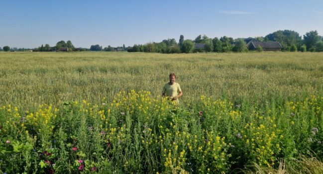 De rogge en de bloemenrand
