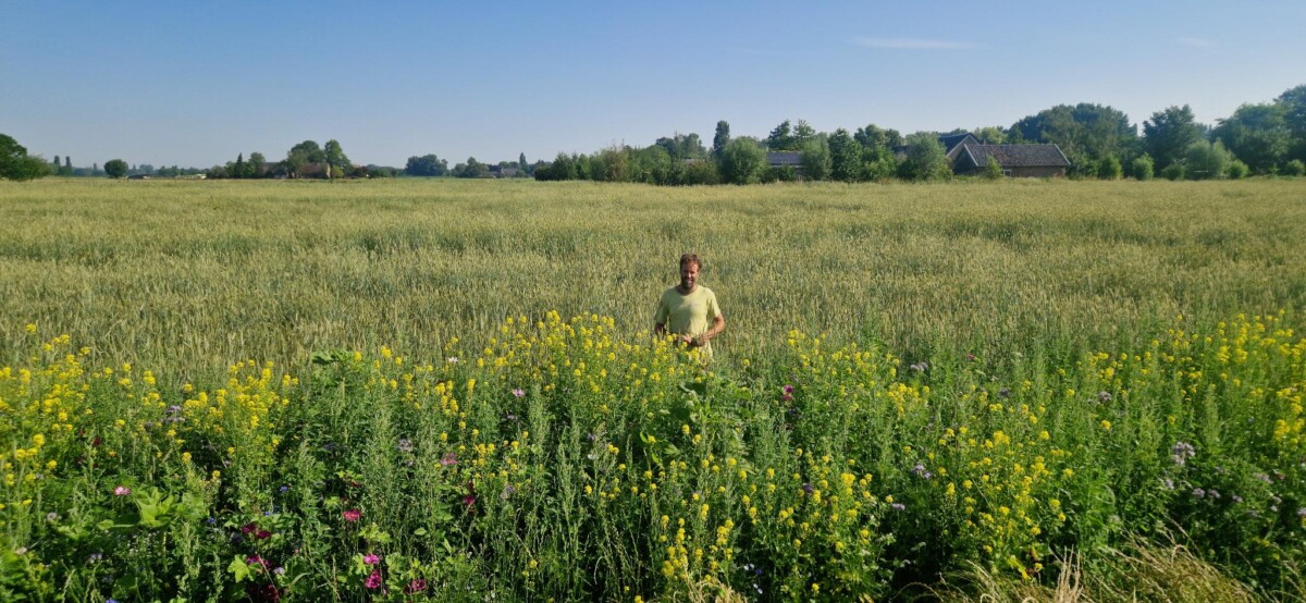 De rogge en de bloemenrand