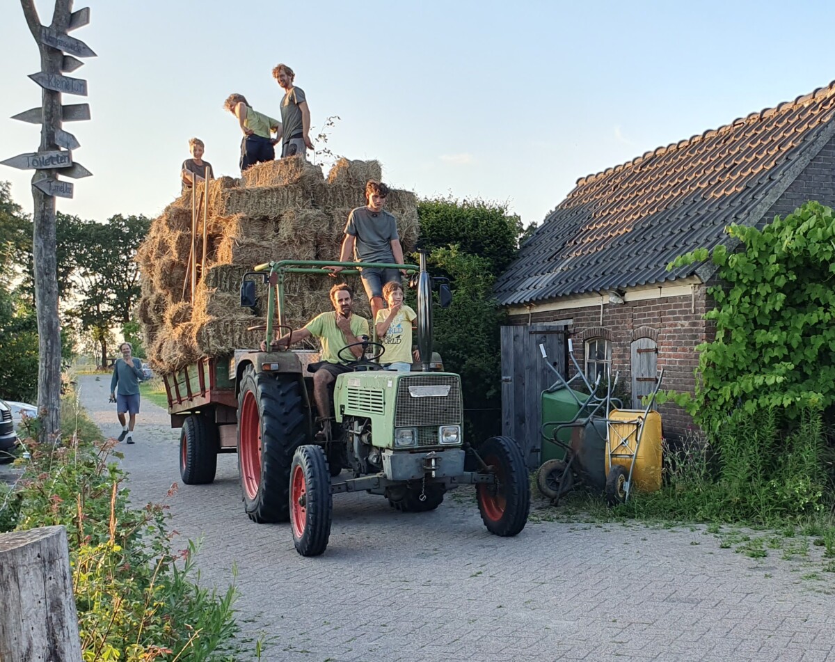 Oogst: hooi, stro, graan en heel veel groente