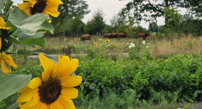 Terugblik Kip-Monoloog en Biodyneren 2026